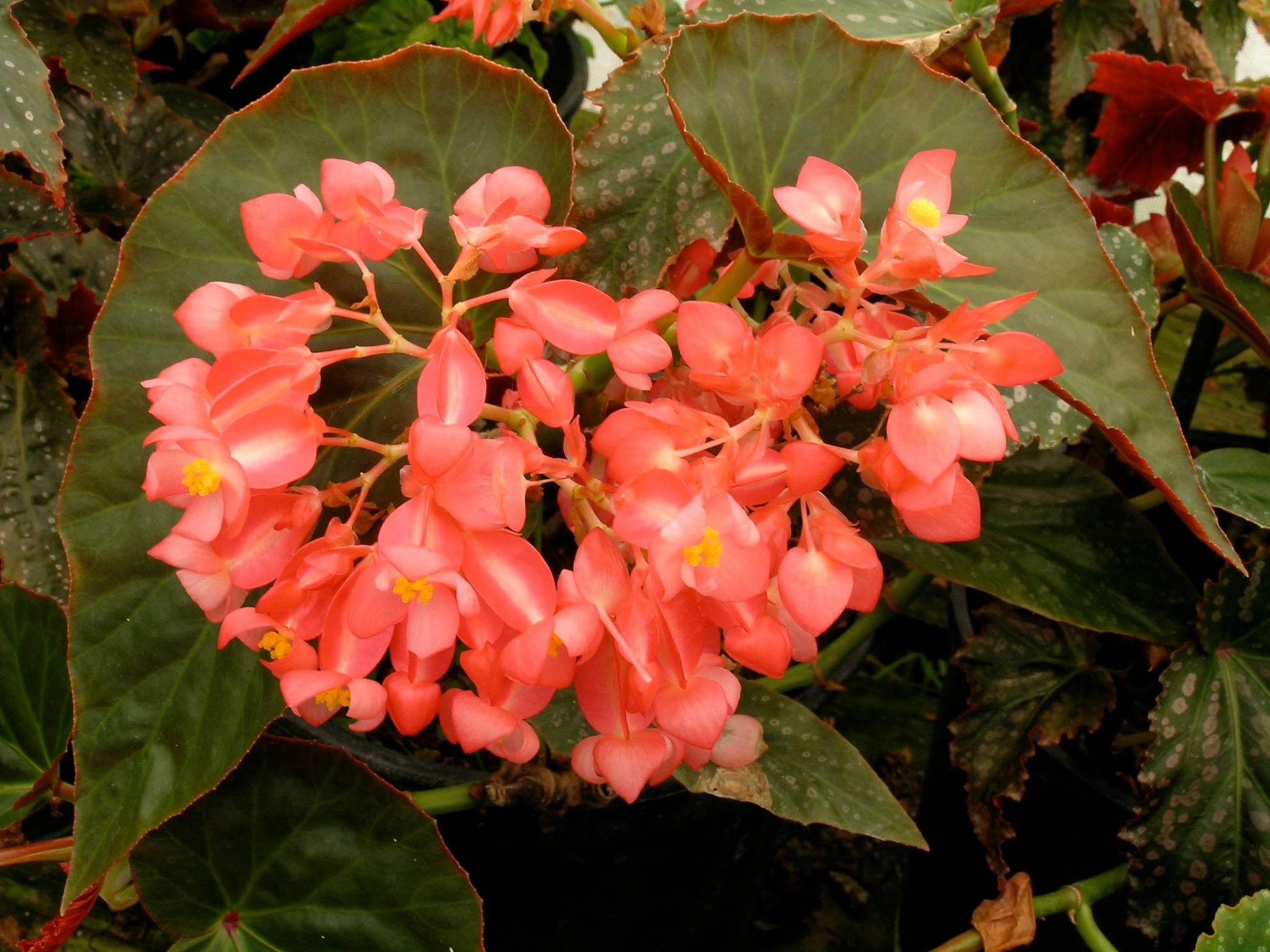 B. ‘Maria Holmes’